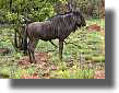 Pictures from Piansberg National Park, South Africa