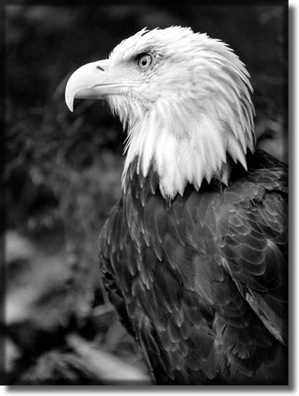 Picture of Bald Eagle