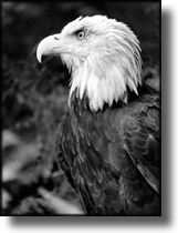 Black and White Picture Bald Eagle, Alaska