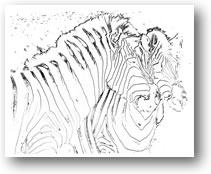 Black and White Photography, Orthochromatic Zebras