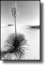 Black and White Picture of White Sands, New Mexico