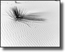 Black and White Picture of White Sands, New Mexico