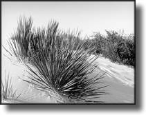 Black and White Picture of White Sands, New Mexico