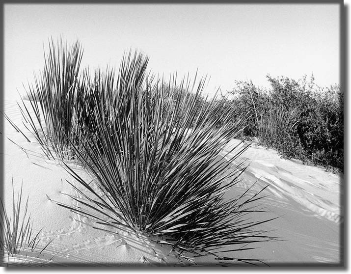 Picture of White Sands New Mexico