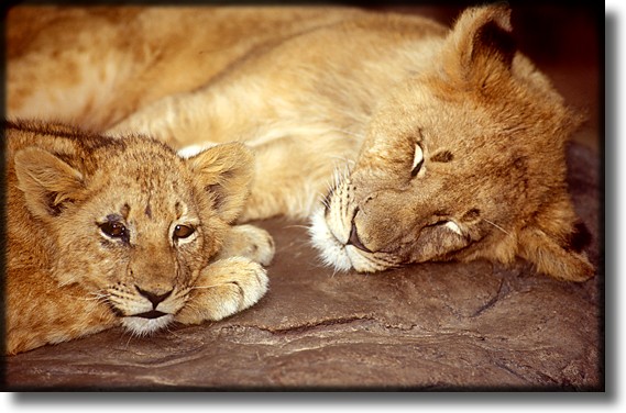 Color photograph of a lioness and her cub