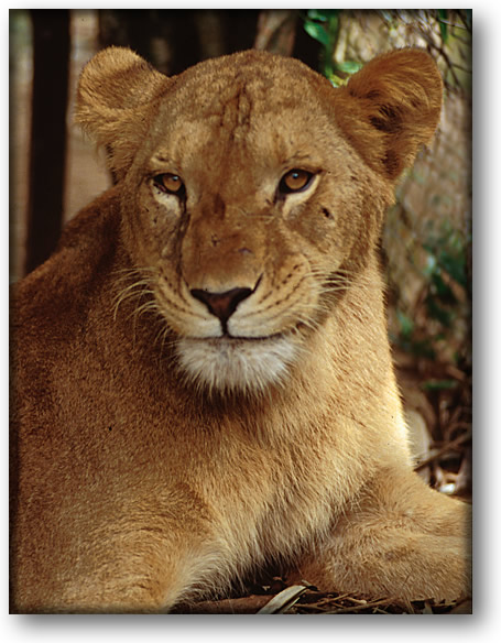 Color photograph of a lioness