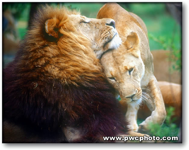 Color photograph of a lion and his lioness