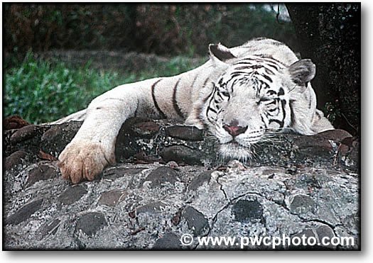 Color photograph of a white tiger