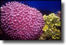 Picture of coral and plants Grand Cayman Island