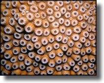 Picture of Coral, Grand Cayman Island
