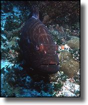 Picture of Grouper, Grand Cayman Island