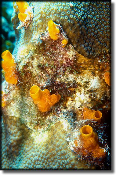 Picture of Coral, Grand Cayman Island