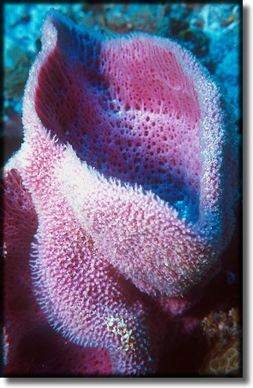 Picture of Sponge and Coral, Grand Cayman Island