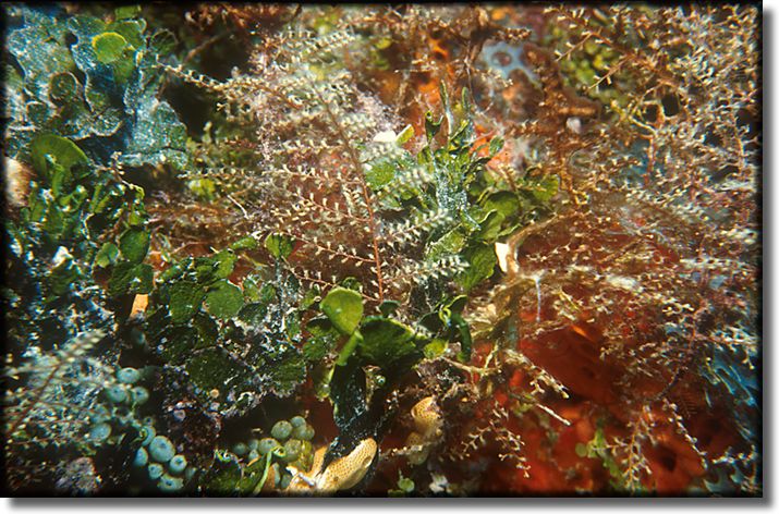 Picture of Sponge and Coral, Grand Cayman Island