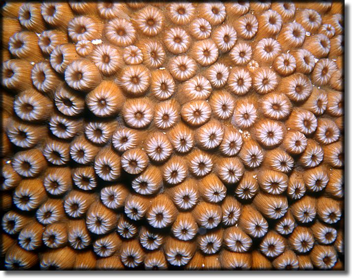 Picture of Sponge and Coral, Grand Cayman Island