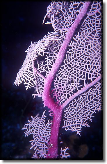 Picture of Sponge and Coral, Grand Cayman Island