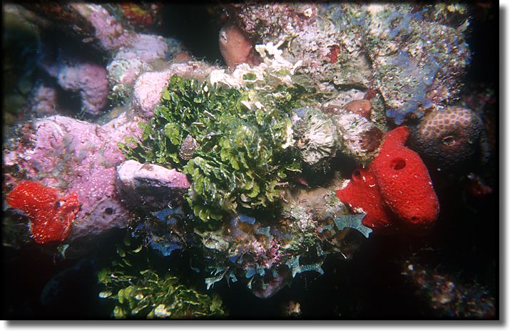 Picture of Sponge and Coral, Grand Cayman Island