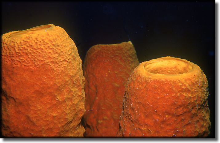 Picture of Sponge and Coral, Grand Cayman Island