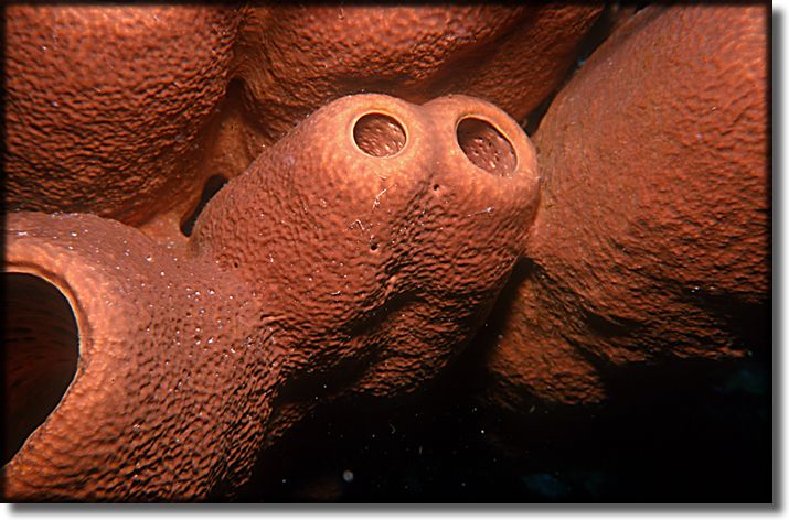 Picture of Sponge and Coral, Grand Cayman Island