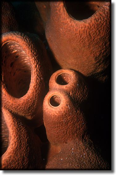 Picture of Sponge and Coral, Grand Cayman Island