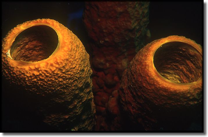 Picture of Sponge and Coral, Grand Cayman Island