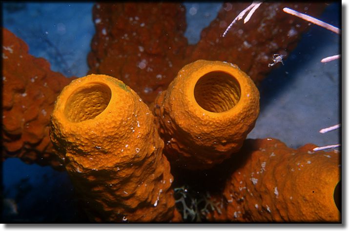 Picture of Sponge and Coral, Grand Cayman Island