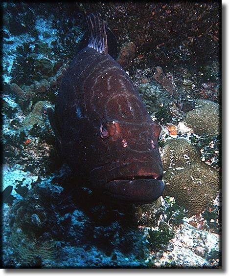 Picture of Sponge and Coral, Grand Cayman Island