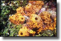 Cozumel Sponge