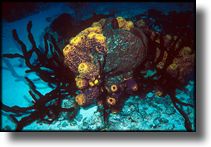 Cozumel Sponge and coral