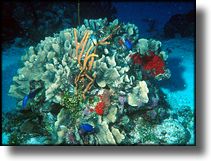 Cozumel Coral Head