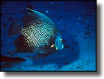 Cozumel Angel Fish