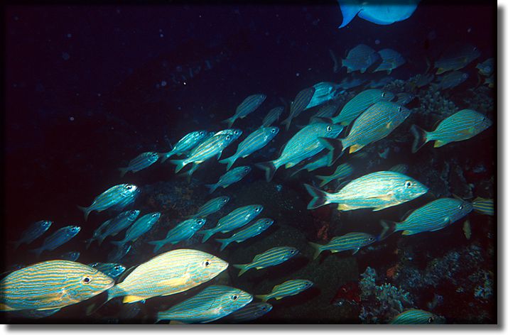 Scool of fish, Cozumel Mexico