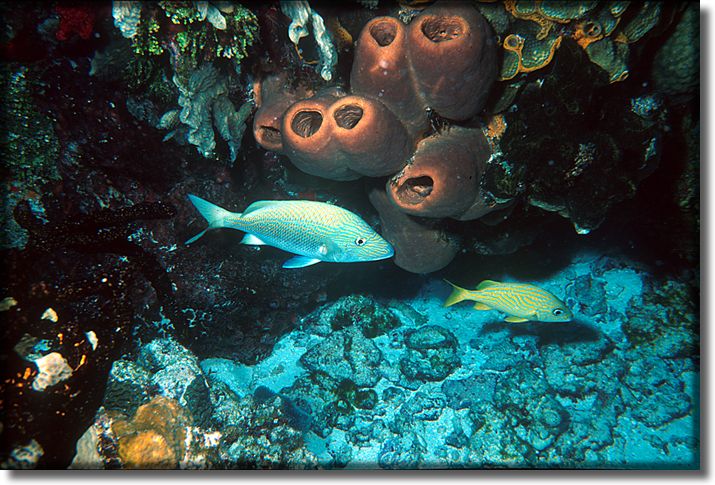 Picture of sponge and fish, Cozumel, Mexico