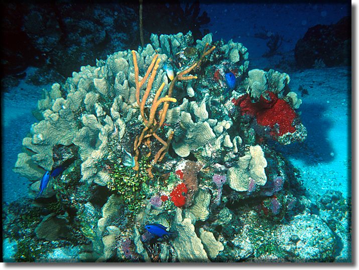 Coral Head, Cozumel, Mexico