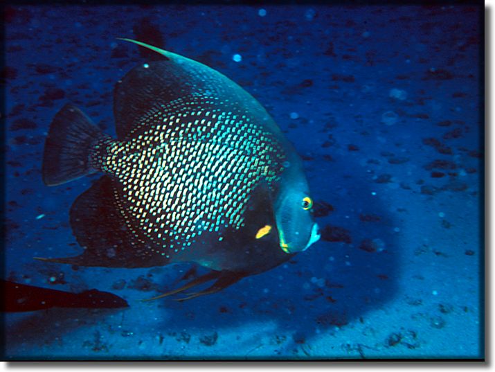 Picture of an angel fish, Cozumel, Mexico