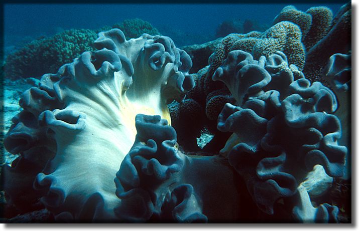 Picture of soft coral, Guam Island