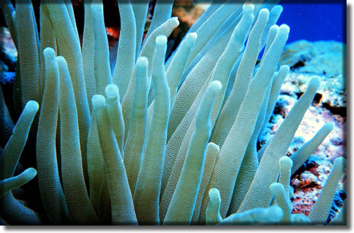 Picture of sea anenome, Guam