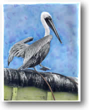 Photo of Californa Brown Pelican, hand painted image
