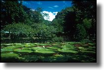 Picture of Giant Lilly Pads