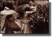 Tea Leave pickers, Puncak Pass, Bandung, Indonesia